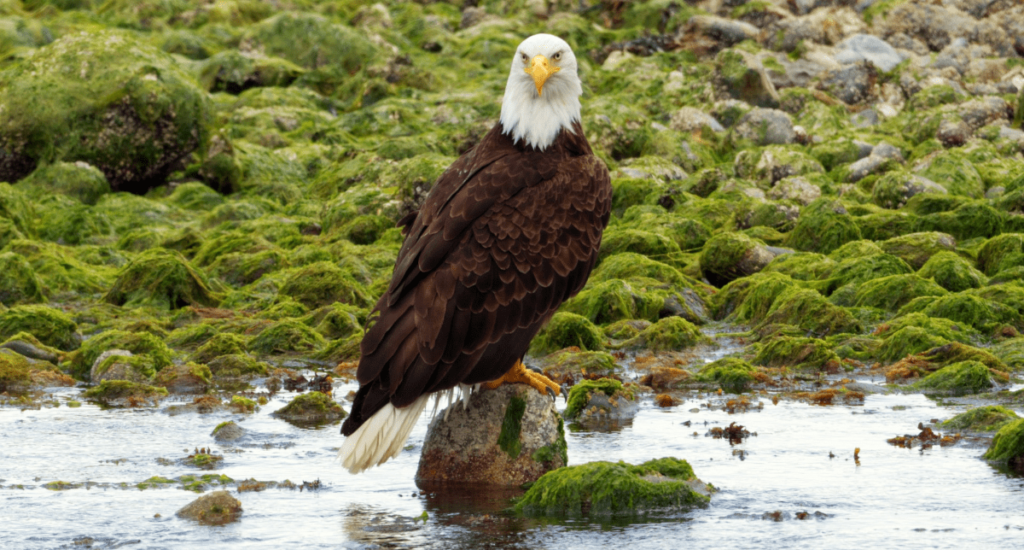 Bald Eagle