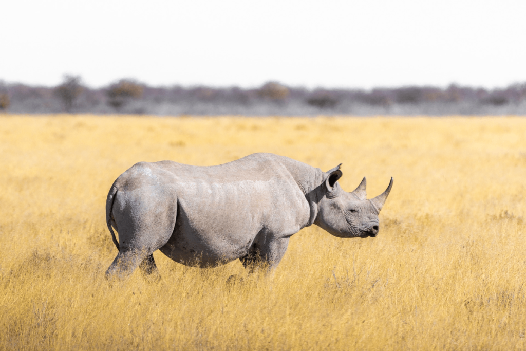 Southern White Rhino