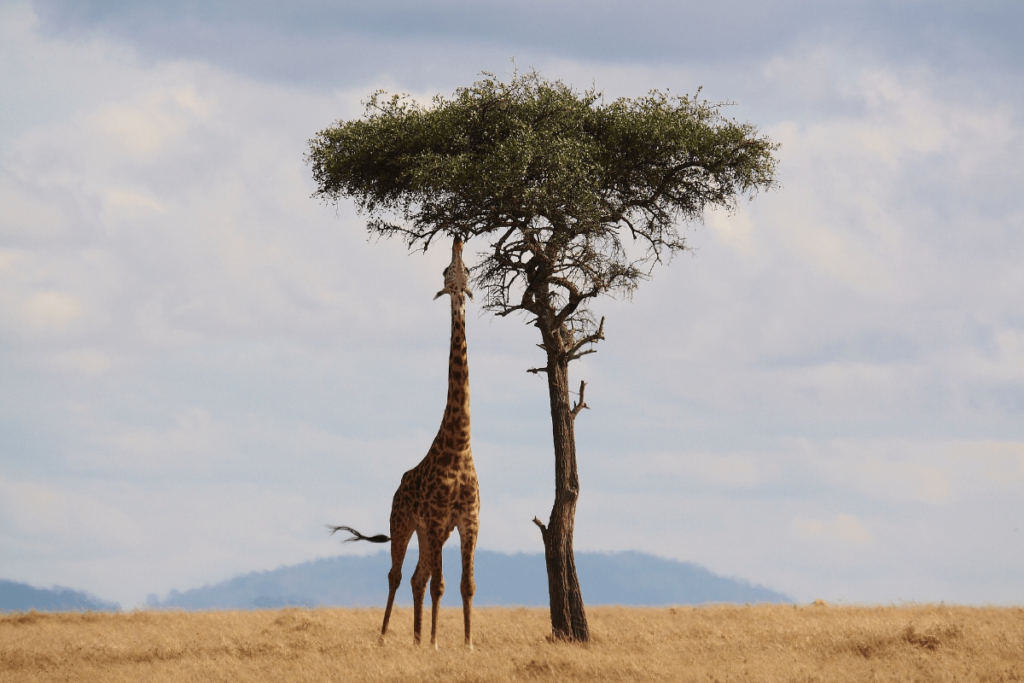 how long do giraffes sleep, how do giraffes sleep, giraffe sleeping, do giraffes sleep standing up, giraffe sleep, sleeping giraffe, giraffes sleeping, does giraffe sleep, how much do giraffes sleep