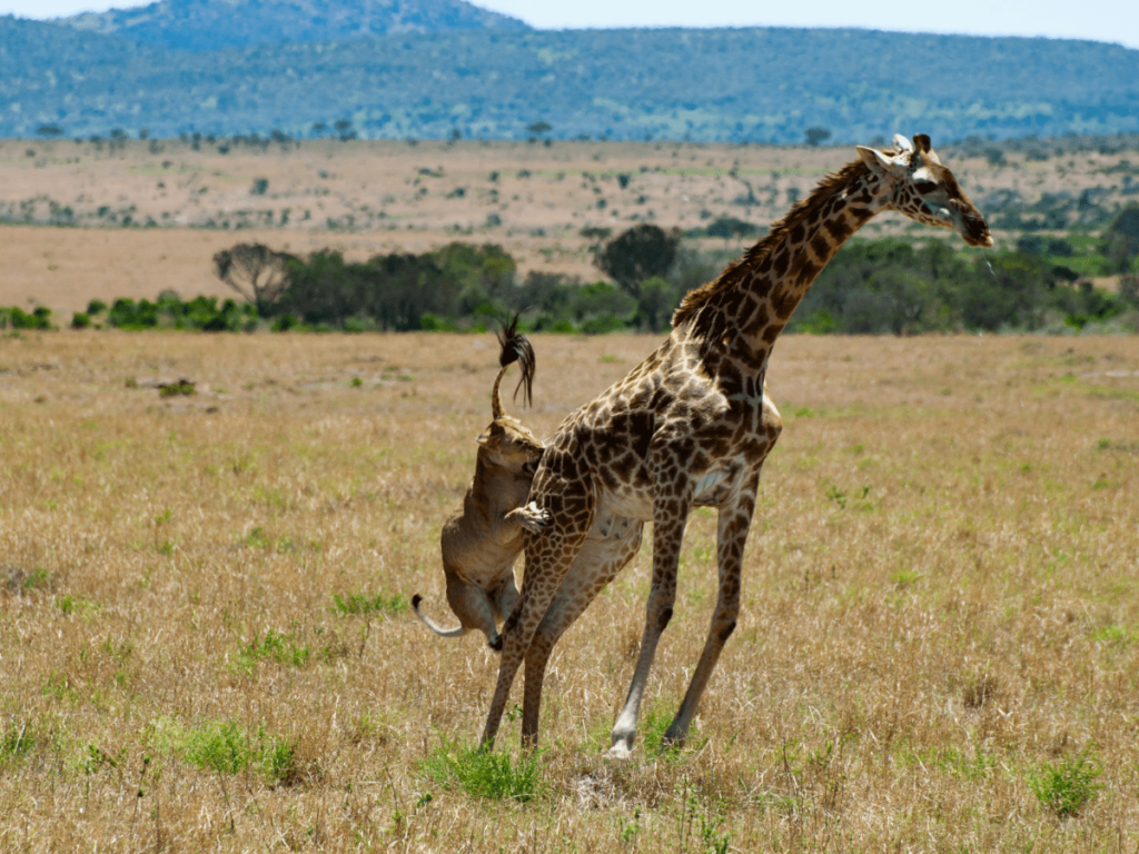 how long do giraffes sleep, how do giraffes sleep, giraffe sleeping, do giraffes sleep standing up, giraffe sleep, sleeping giraffe, giraffes sleeping, does giraffe sleep, how much do giraffes sleep