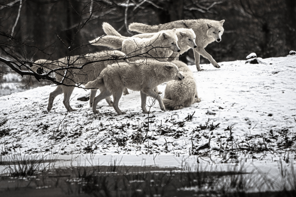 personality traits of wolves, traits of wolves, Wolf Behavior, Wolf Loyalty, Wolves Discipline