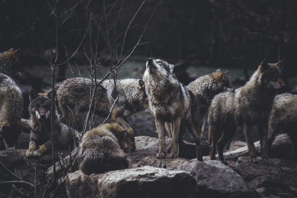 Wolves