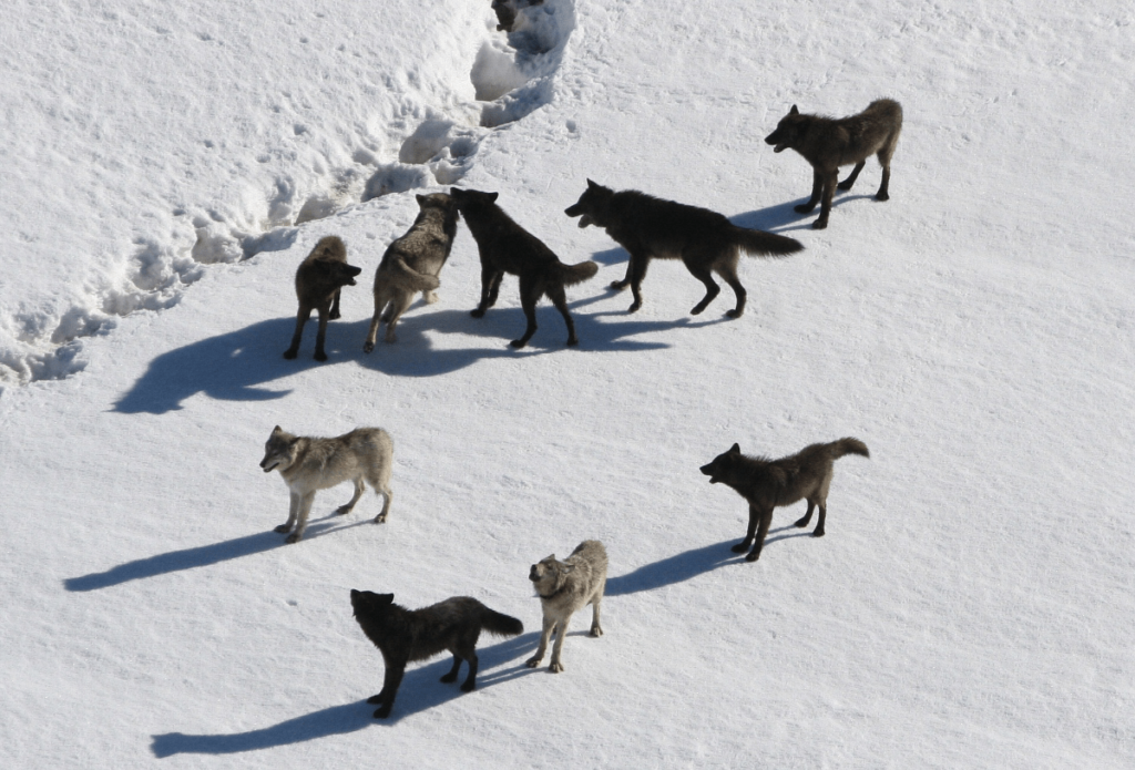 personality traits of wolves, traits of wolves, Wolf Behavior, Wolf Loyalty, Wolves Discipline