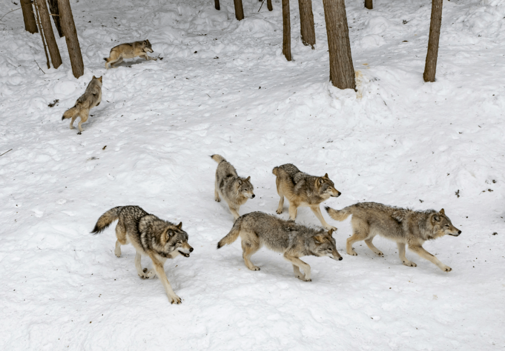 personality traits of wolves, traits of wolves, Wolf Behavior, Wolf Loyalty, Wolves Discipline