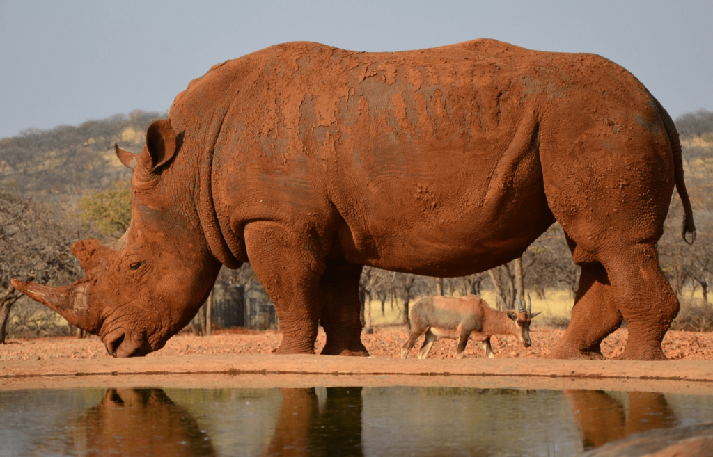 rhino skin, Rhino armor, armored rhino, rhino skin thickness, how the rhino got its skin, how thick is rhino skin, is the skin of a rhino hard