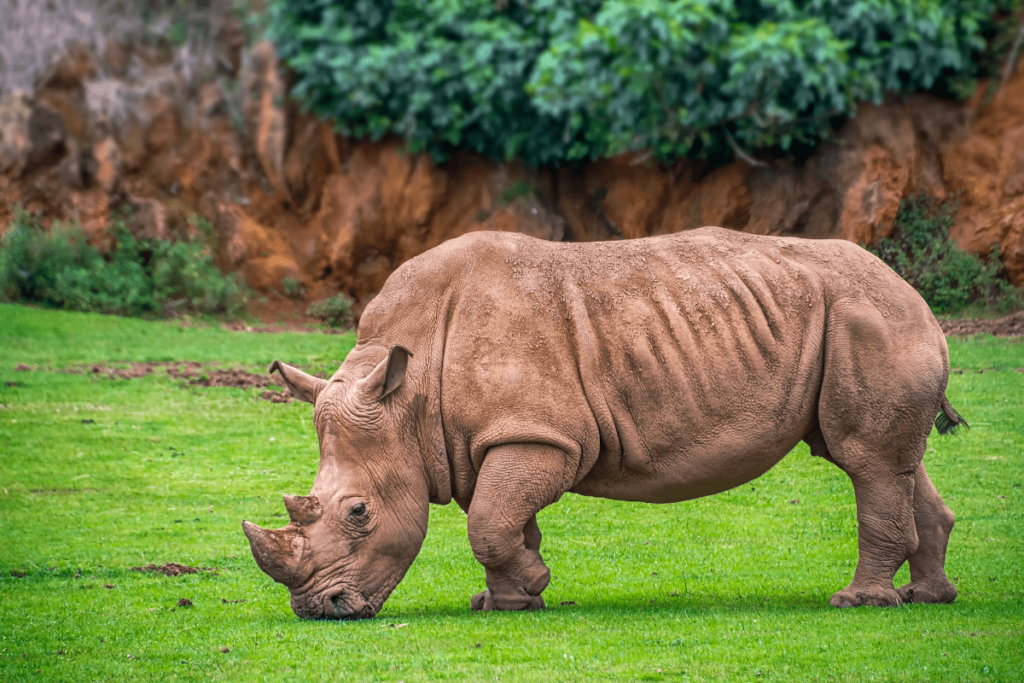 rhino skin, Rhino armor, armored rhino, rhino skin thickness, how the rhino got its skin, how thick is rhino skin, is the skin of a rhino hard