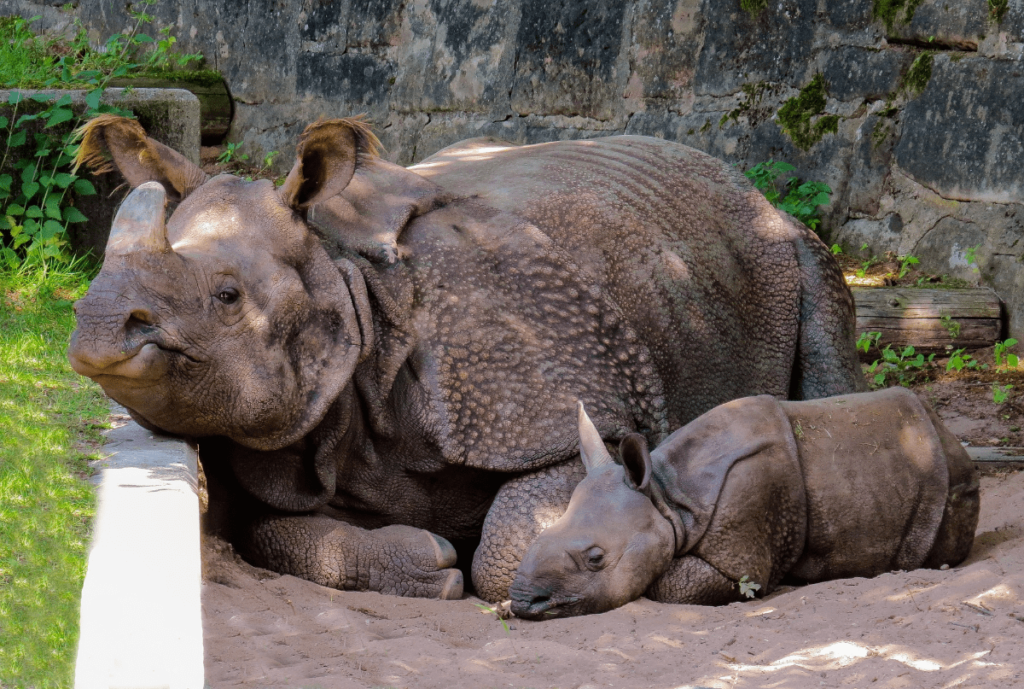 rhino skin, Rhino armor, armored rhino, rhino skin thickness, how the rhino got its skin, how thick is rhino skin, is the skin of a rhino hard