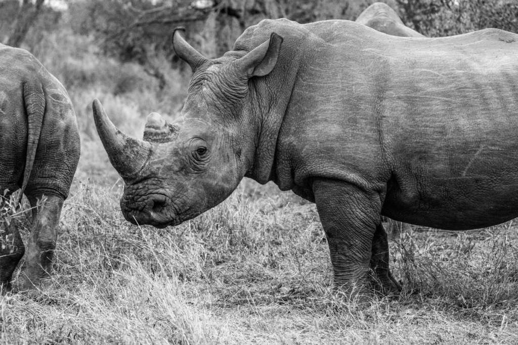 rhino skin, Rhino armor, armored rhino, rhino skin thickness, how the rhino got its skin, how thick is rhino skin, is the skin of a rhino hard