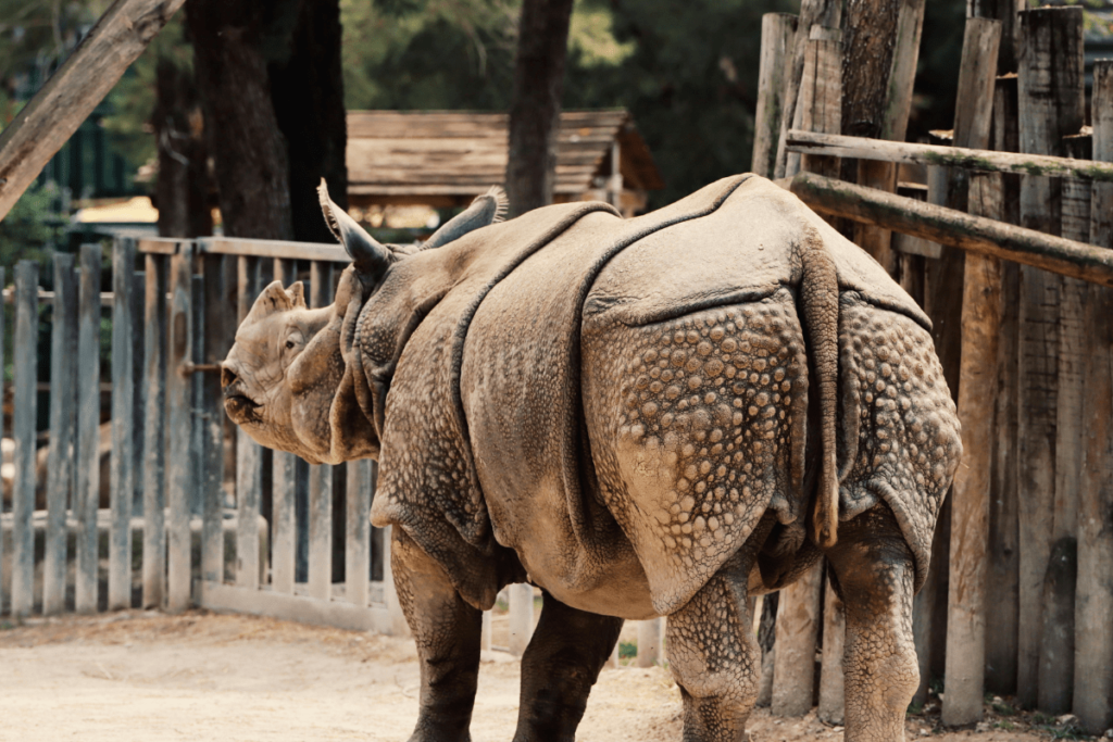 rhino skin, Rhino armor, armored rhino, rhino skin thickness, how the rhino got its skin, how thick is rhino skin, is the skin of a rhino hard