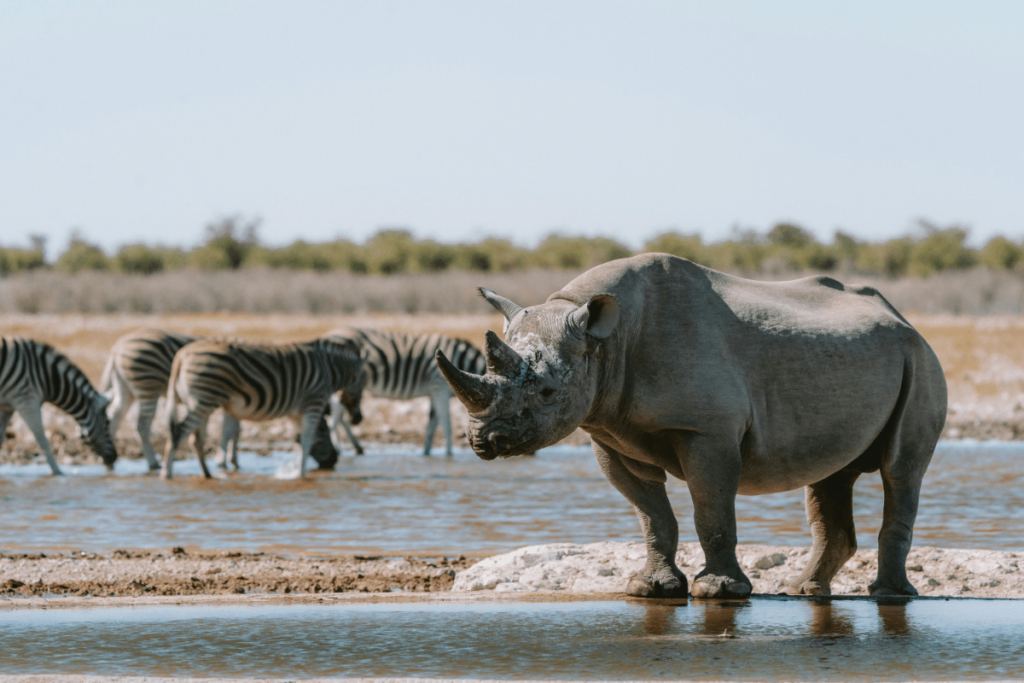 rhino skin, Rhino armor, armored rhino, rhino skin thickness, how the rhino got its skin, how thick is rhino skin, is the skin of a rhino hard