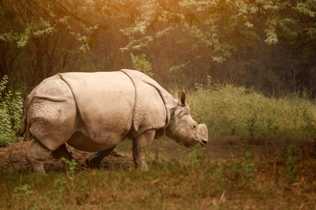 rhino skin, Rhino armor, armored rhino, rhino skin thickness, how the rhino got its skin, how thick is rhino skin, is the skin of a rhino hard