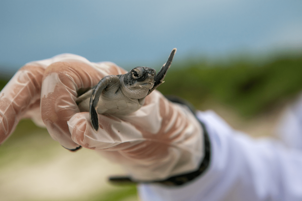 sea turtle nesting, nesting sea turtles, sea turtles nesting, do sea turtles return to the same beach, sea turtle nest, sea turtle nesting season, do sea turtles return to the same beach, sea turtles return to same beach, why do sea turtles return to the same beach, sea turtle life cycle, sea turtle migration