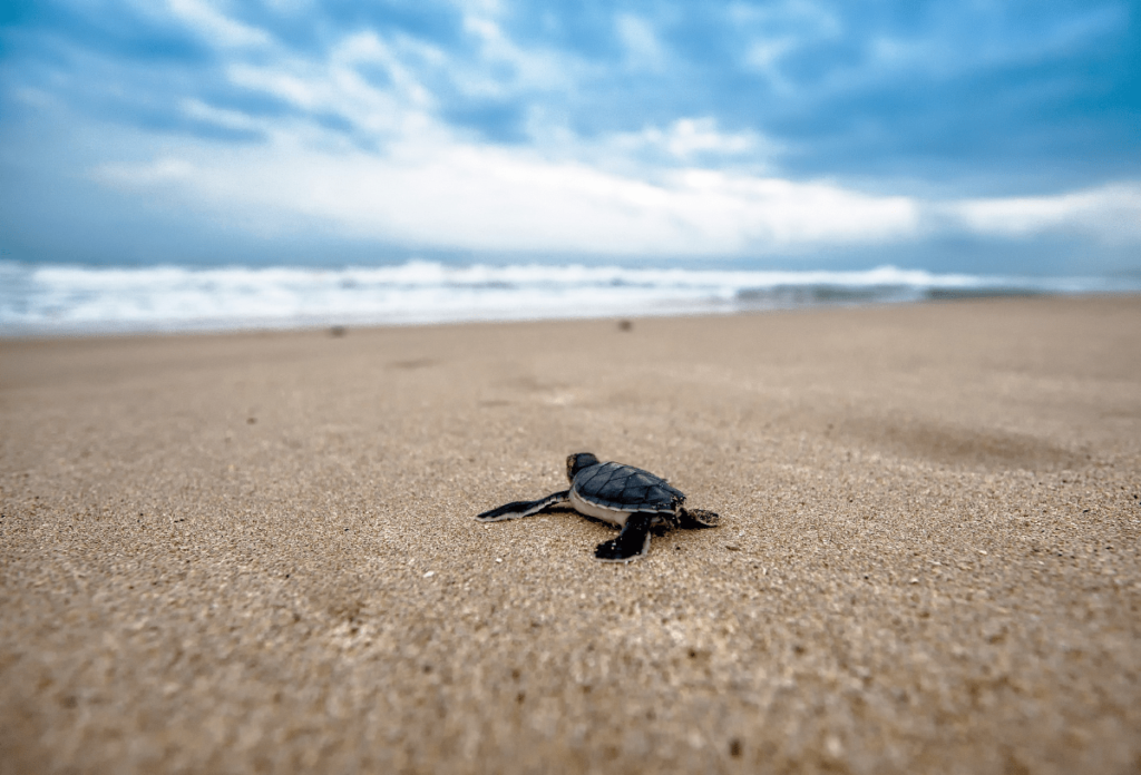 sea turtle nesting, nesting sea turtles, sea turtles nesting, do sea turtles return to the same beach, sea turtle nest, sea turtle nesting season, do sea turtles return to the same beach, sea turtles return to same beach, why do sea turtles return to the same beach, sea turtle life cycle, sea turtle migration