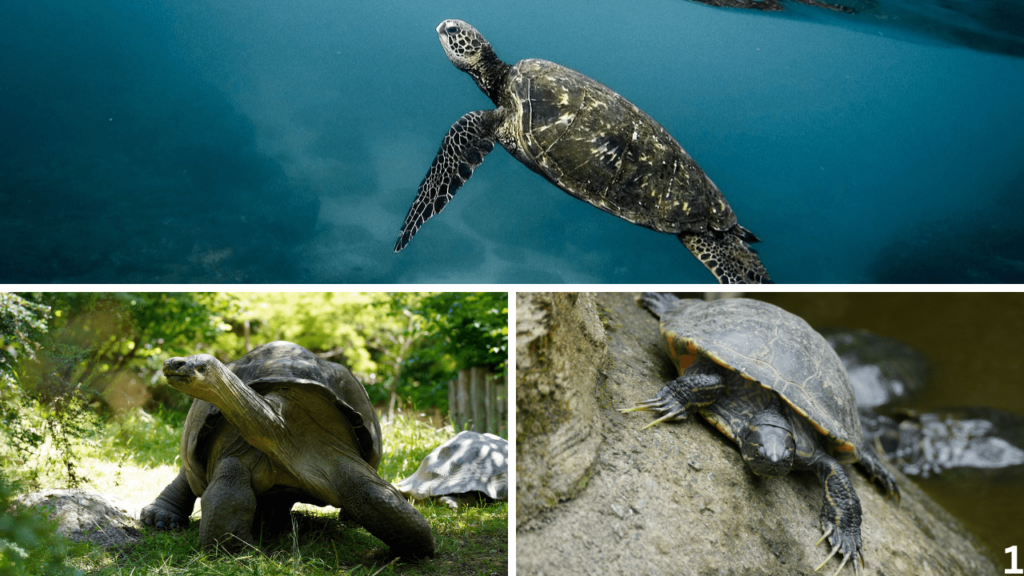 turtle vs tortoise, tortoise vs turtle, Turtle vs Tortoise vs Terrapin, difference between turtle and tortoise, turtle tortoise difference, difference between turtle & tortoise, turtle and tortoise, difference between tortoise and turtle, what is the difference between a turtle and a tortoise, difference between a tortoise and a turtle, difference between turtle and tortoise and terrapin