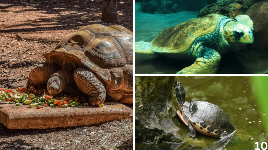 turtle vs tortoise, tortoise vs turtle, Turtle vs Tortoise vs Terrapin, difference between turtle and tortoise, turtle tortoise difference, difference between turtle & tortoise, turtle and tortoise, difference between tortoise and turtle, what is the difference between a turtle and a tortoise, difference between a tortoise and a turtle, difference between turtle and tortoise and terrapin