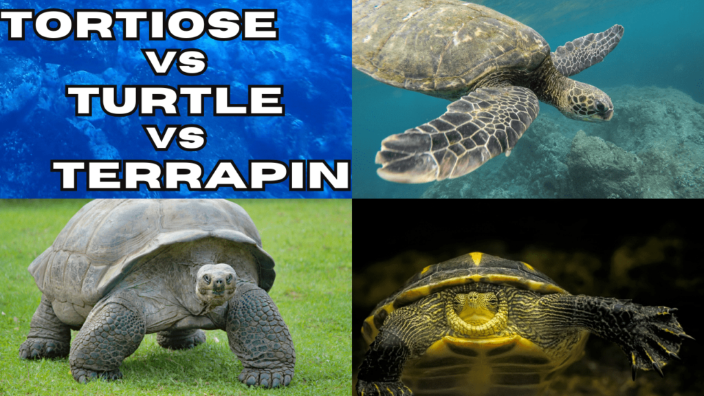 turtle vs tortoise, tortoise vs turtle, Turtle vs Tortoise vs Terrapin, difference between turtle and tortoise, turtle tortoise difference, difference between turtle & tortoise, turtle and tortoise, difference between tortoise and turtle, what is the difference between a turtle and a tortoise, difference between a tortoise and a turtle, difference between turtle and tortoise and terrapin