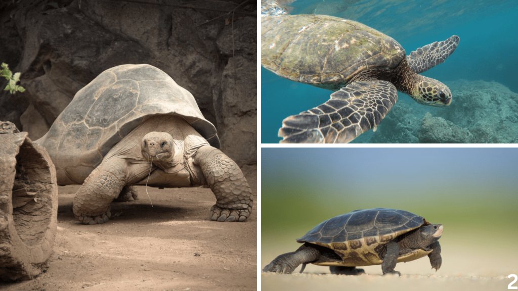 turtle vs tortoise, tortoise vs turtle, Turtle vs Tortoise vs Terrapin, difference between turtle and tortoise, turtle tortoise difference, difference between turtle & tortoise, turtle and tortoise, difference between tortoise and turtle, what is the difference between a turtle and a tortoise, difference between a tortoise and a turtle, difference between turtle and tortoise and terrapin