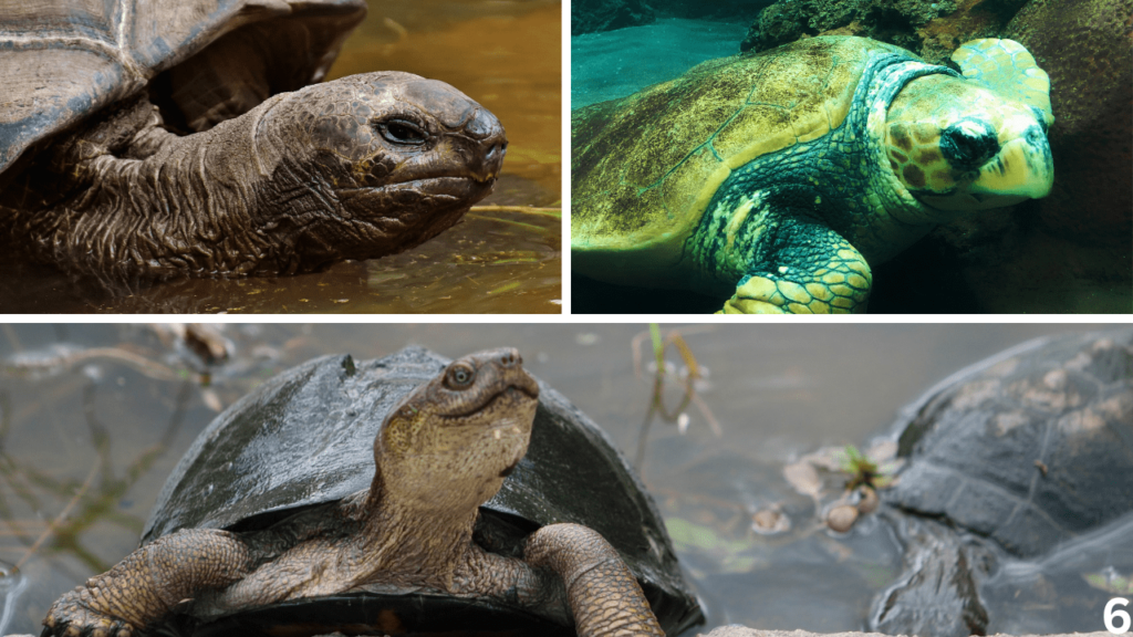 turtle vs tortoise, tortoise vs turtle, Turtle vs Tortoise vs Terrapin, difference between turtle and tortoise, turtle tortoise difference, difference between turtle & tortoise, turtle and tortoise, difference between tortoise and turtle, what is the difference between a turtle and a tortoise, difference between a tortoise and a turtle, difference between turtle and tortoise and terrapin