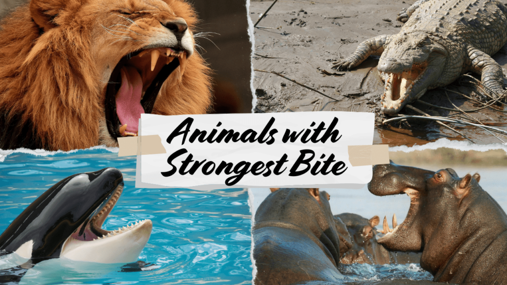 what animal has the strongest bite force, animal with the strongest bite, animal with strongest bite, which animal has the strongest bite, strongest animal bite force, what animal has the strongest bite, animals with the strongest bite, strongest bite force in the world