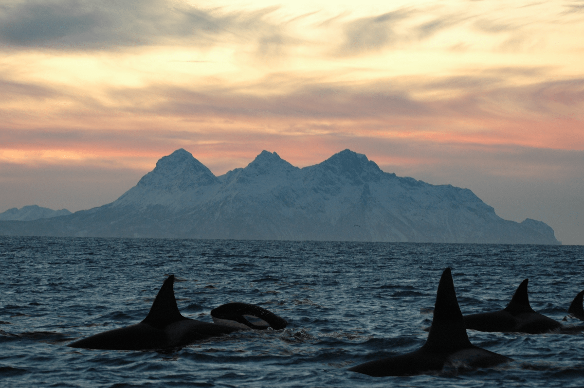 What Do Orcas Eat? Everything You Need to Know About Their Feeding ...