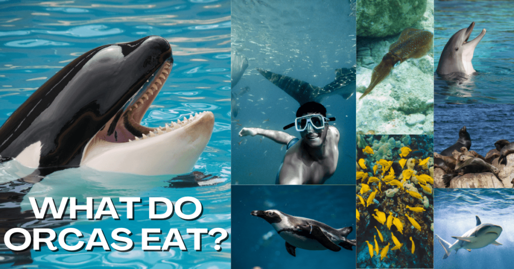 what do orcas eat, what do orca whales eat, Orca diet, what orcas eat, orca prey, diet of killer whales, orca feeding habits, what do orcas eat, diet of an orca, orca whale diet, what orca whales eat, orca eating, what do orca eat