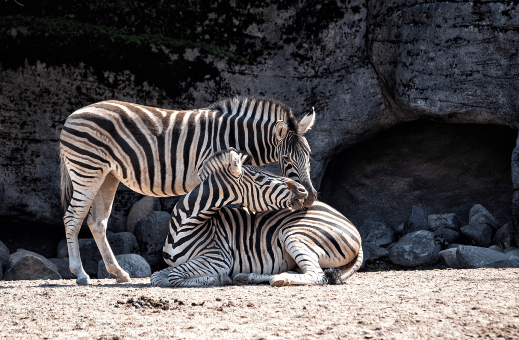 zebra stripes, why do zebras have stripes, zebra pattern, zebra stripe, why are zebras striped, zebra camouflage, striped zebra, zebra with stripes, why is a zebra striped, why does the zebra have stripes, are zebras black with white stripes, are zebras white with black stripes, why does a zebra have stripes, are zebras born with stripes, does a zebra have white stripes or black stripes, how many stripes do zebras have