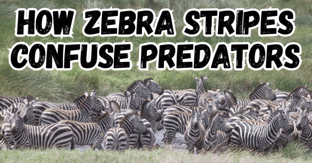 zebra stripes, why do zebras have stripes, zebra pattern, zebra stripe, why are zebras striped, zebra camouflage, striped zebra, zebra with stripes, why is a zebra striped, why does the zebra have stripes, are zebras black with white stripes, are zebras white with black stripes, why does a zebra have stripes, are zebras born with stripes, does a zebra have white stripes or black stripes, how many stripes do zebras have