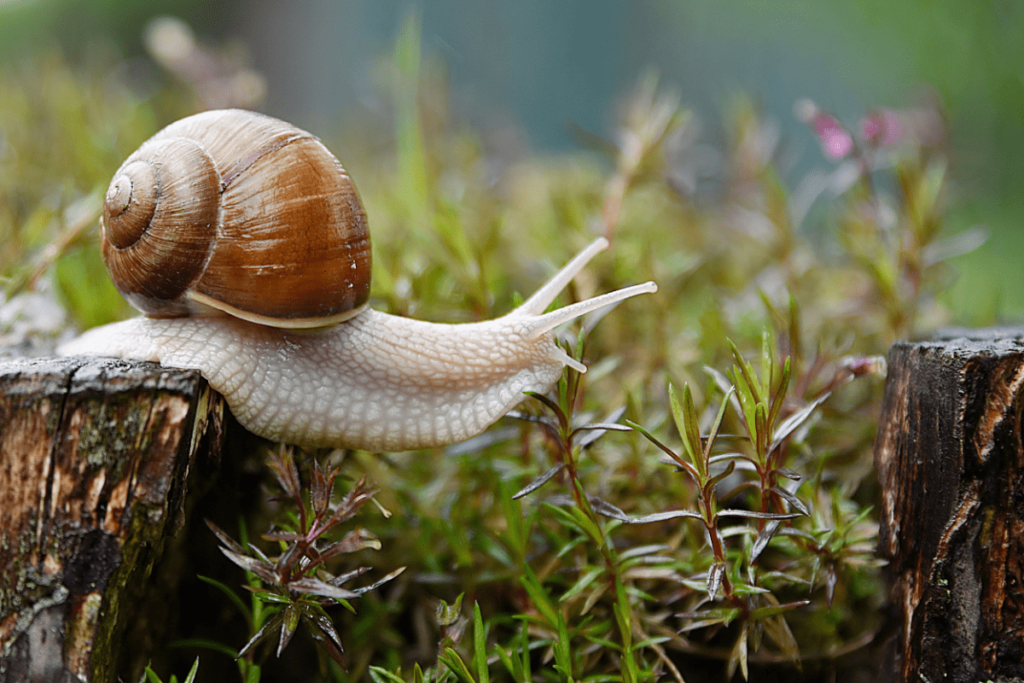 Garden Snail