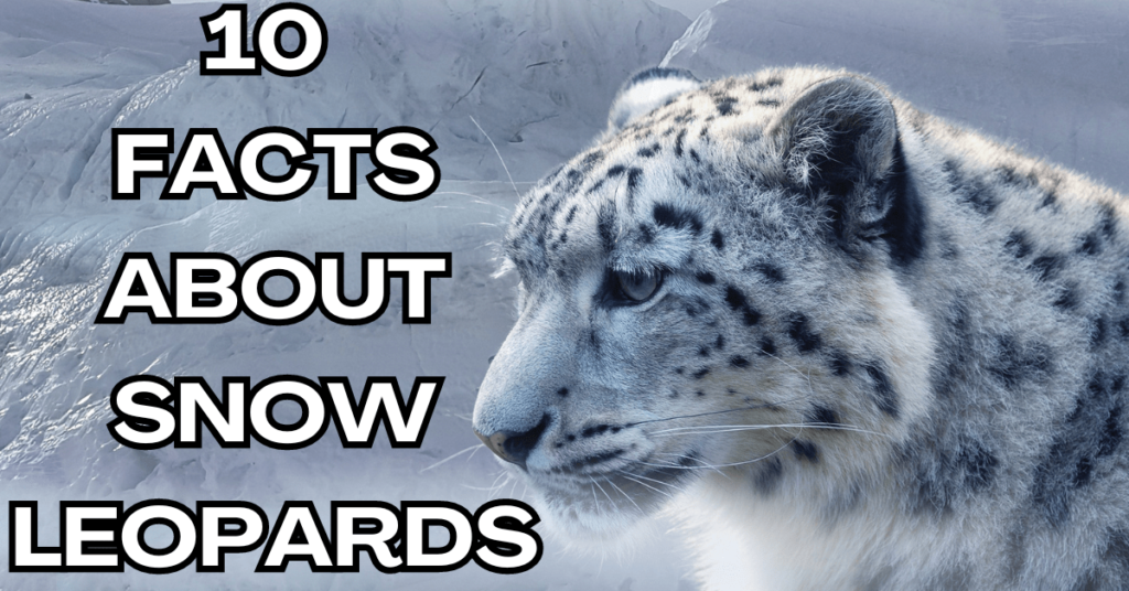 snow leopard facts, facts about snow leopards, fun facts about snow leopards, snow leopard species, where do snow leopards live, are snow leopards endangered, why are snow leopards endangered, what do snow leopards eat, how many snow leopards are left