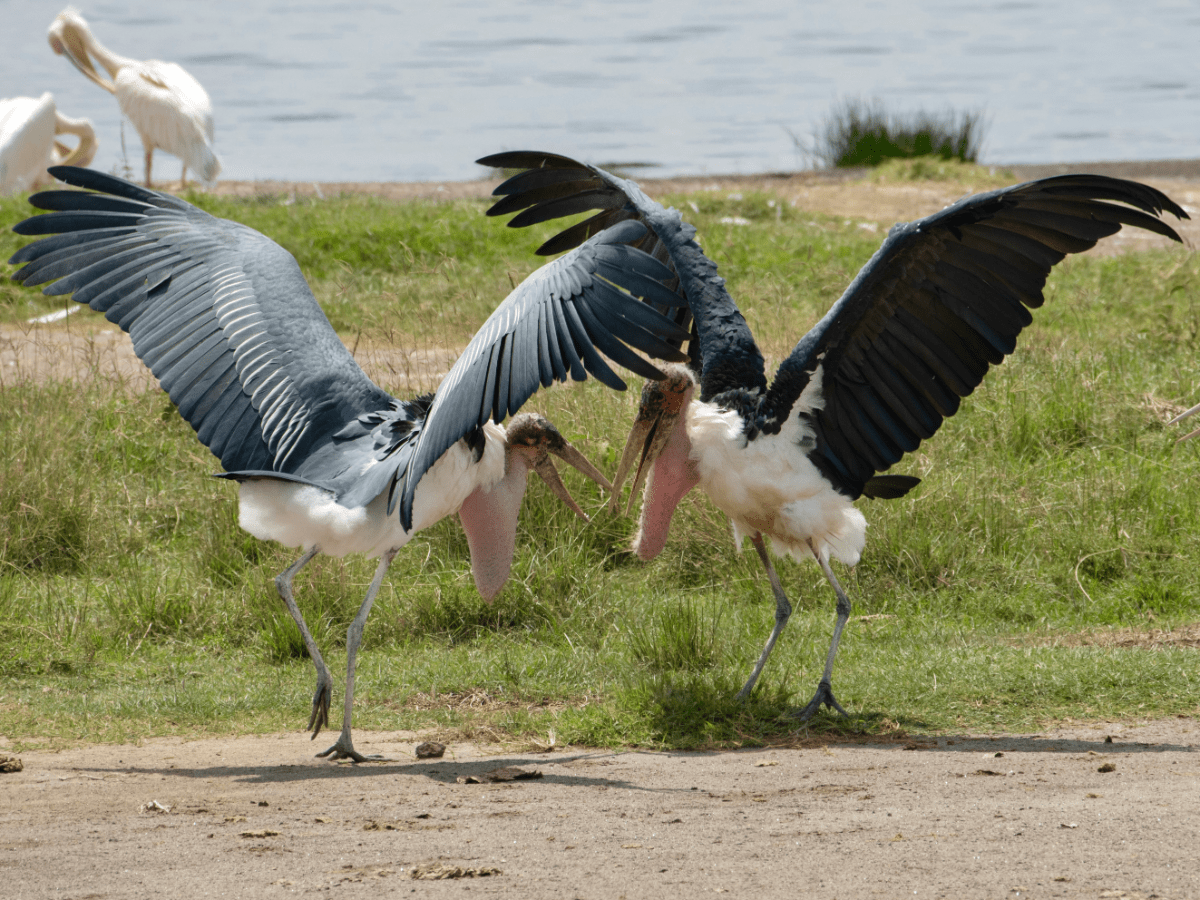 Top 10 Birds with Largest Wingspan: Discover Nature's Flying Giants ...