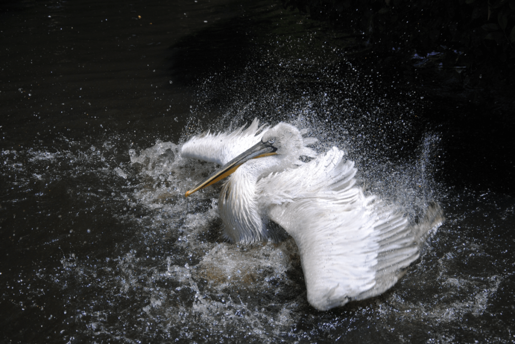 what bird has the largest wingspan, bird with largest wingspan, bird with longest wingspan, largest wingspan bird, biggest wingspan bird, birds with biggest wingspan, birds with largest wingspan, Albatross wingspan