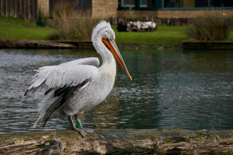 Top 10 Birds with Largest Wingspan: Discover Nature's Flying Giants ...