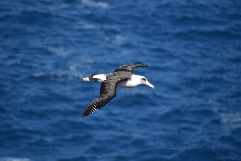 what bird has the largest wingspan, bird with largest wingspan, bird with longest wingspan, largest wingspan bird, biggest wingspan bird, birds with biggest wingspan, birds with largest wingspan, Albatross wingspan